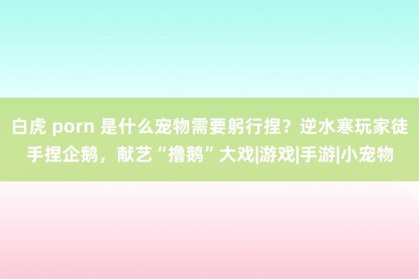 白虎 porn 是什么宠物需要躬行捏？逆水寒玩家徒手捏企鹅，献艺“撸鹅”大戏|游戏|手游|小宠物